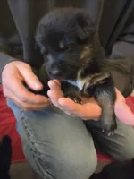 Big Red, a female German Shepherd Dog for sale in Onalaska, WI – Photo 2 of 4