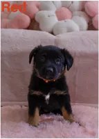 Big Red, a female German Shepherd Dog for sale in Onalaska, WI – Photo 1 of 4