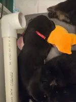 Big Red, a female German Shepherd Dog for sale in Onalaska, WI – Photo 3 of 4