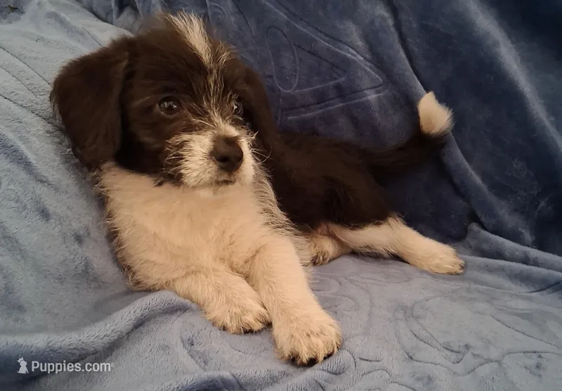 Star, a female Pembroke Welsh Corgi and Shihpoo for sale in Paisley, FL – Photo 1 of 1