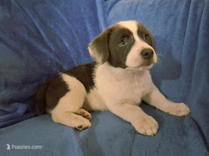 Gus – Pembroke Welsh Corgi, Shihpoo puppy for sale in Paisley, FL