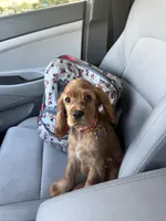 DAISY, a female English Cocker Spaniel for sale in Fayetteville, AR – Photo 9 of 10