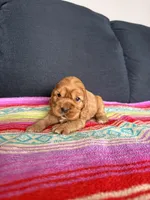 DAISY, a female English Cocker Spaniel for sale in Fayetteville, AR – Photo 8 of 10