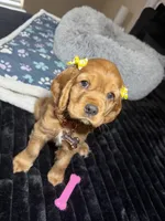 DAISY, a female English Cocker Spaniel for sale in Fayetteville, AR – Photo 7 of 10