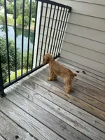 DAISY, a female English Cocker Spaniel for sale in Fayetteville, AR – Photo 5 of 10