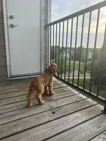 DAISY, a female English Cocker Spaniel for sale in Fayetteville, AR – Photo 2 of 10