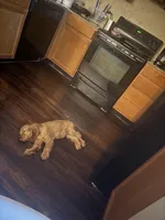 DAISY, a female English Cocker Spaniel for sale in Fayetteville, AR – Photo 4 of 10