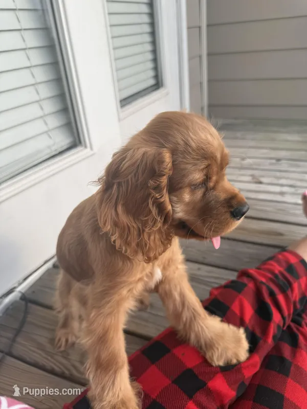 DAISY, a female English Cocker Spaniel for sale in Fayetteville, AR – Photo 1 of 10