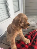 DAISY, a female English Cocker Spaniel for sale in Fayetteville, AR – Photo 1 of 10