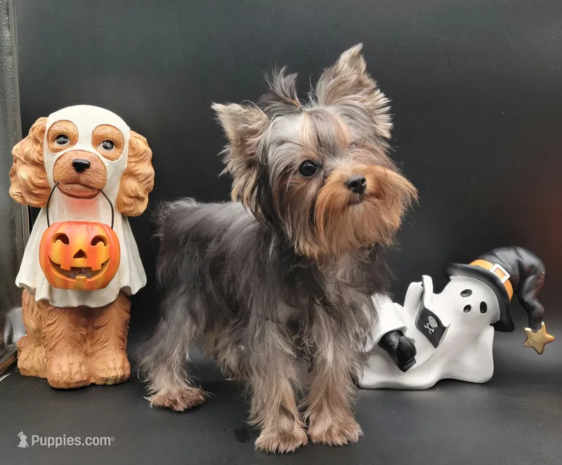 Daisy – Yorkshire Terrier puppy for sale in Los Angeles, CA