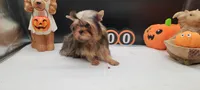 Daisy, a female Yorkshire Terrier for sale in Los Angeles, CA – 6 of 7
