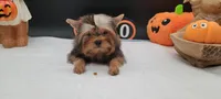 Daisy, a female Yorkshire Terrier for sale in Los Angeles, CA – 7 of 7
