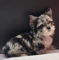 Marble , a female Yorkshire Terrier for sale in Los Angeles, CA – 3 of 5