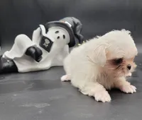 Blanca, a female Maltese for sale in Los Angeles, CA – 8 of 8