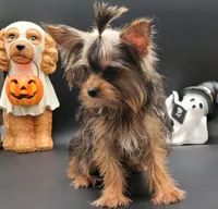 Daisy, a female Yorkshire Terrier for sale in Los Angeles, CA – 5 of 5