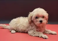 Bennie, a male Maltipoo for sale in Los Angeles, CA – 3 of 3