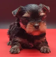 Daisy, a female Yorkshire Terrier for sale in Los Angeles, CA – 4 of 4