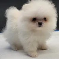 Labubu, a female Pomeranian for sale in Los Angeles, CA – Photo 3 of 6