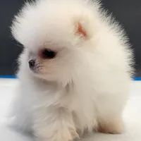 Labubu, a female Pomeranian for sale in Los Angeles, CA – Photo 6 of 6