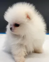 Labubu, a female Pomeranian for sale in Los Angeles, CA – Photo 6 of 6