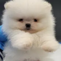 Labubu, a female Pomeranian for sale in Los Angeles, CA – Photo 4 of 6