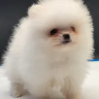 Labubu, a female Pomeranian for sale in Los Angeles, CA – Photo 5 of 6