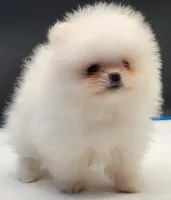 Labubu, a female Pomeranian for sale in Los Angeles, CA – Photo 5 of 6