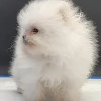 Labubu, a female Pomeranian for sale in Los Angeles, CA – Photo 1 of 6