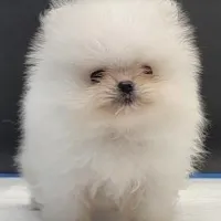 Labubu, a female Pomeranian for sale in Los Angeles, CA – Photo 2 of 6