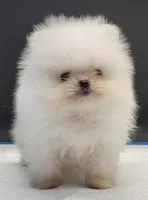 Labubu, a female Pomeranian for sale in Los Angeles, CA – Photo 2 of 6