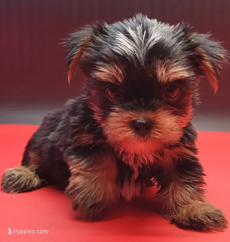 Kobe – Yorkshire Terrier puppy for sale in Los Angeles, CA