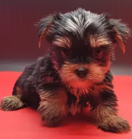 Kobe, a male Yorkshire Terrier for sale in Los Angeles, CA – 1 of 9