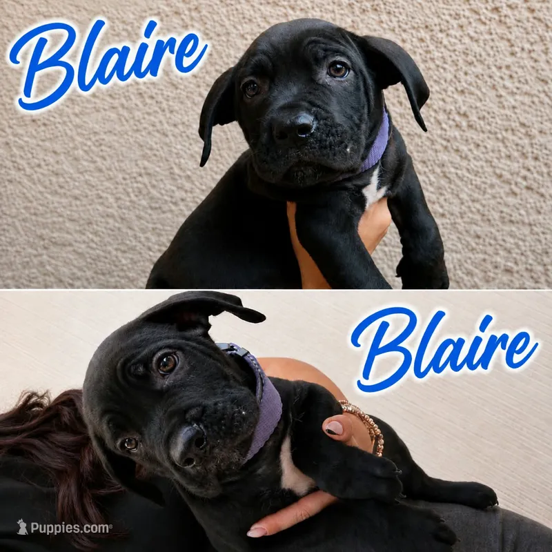 Tyga – Cane Corso puppy for sale in Los Angeles, CA