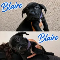 Tyga, a male Cane Corso for sale in Los Angeles, CA – 1 of 5