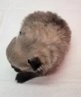 Chip, a male Pomeranian for sale in Los Angeles, CA – Photo 6 of 7