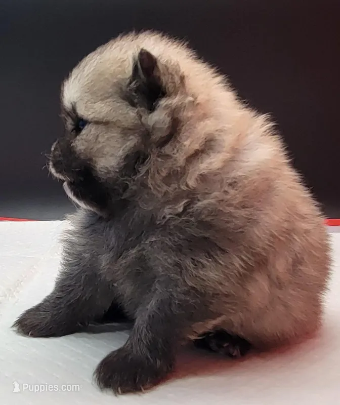 Chip – Pomeranian puppy for sale in Los Angeles, CA