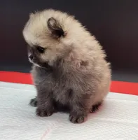 Chip, a female Pomeranian for sale in Los Angeles, CA – 4 of 4