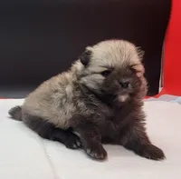 Chip, a male Pomeranian for sale in Los Angeles, CA – Photo 7 of 7