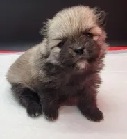 Chip, a male Pomeranian for sale in Los Angeles, CA – Photo 5 of 7