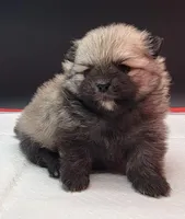 Chip, a male Pomeranian for sale in Los Angeles, CA – Photo 4 of 7