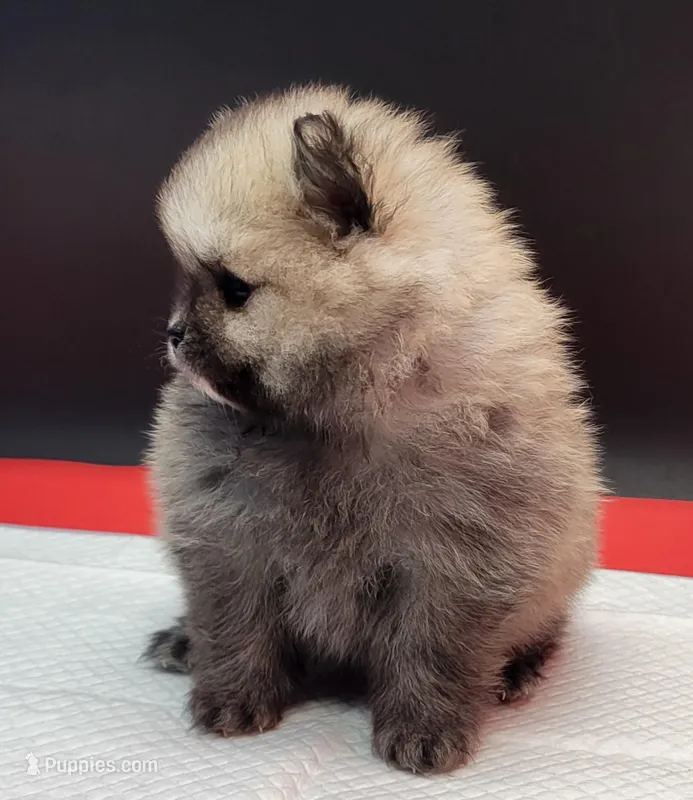 Chip – Pomeranian puppy for sale in Los Angeles, CA