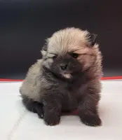 Chip, a male Pomeranian for sale in Los Angeles, CA – Photo 2 of 7