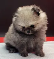 Chip, a female Pomeranian for sale in Los Angeles, CA – 3 of 4