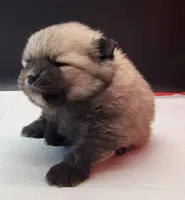 Chip, a male Pomeranian for sale in Los Angeles, CA – Photo 3 of 7