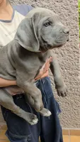 Debo, a male Cane Corso for sale in Los Angeles, CA – 2 of 3