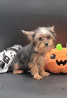 Mickey, a male Yorkshire Terrier for sale in Los Angeles, CA – 8 of 8