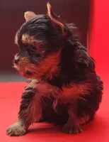 Misty, a female Yorkshire Terrier for sale in Los Angeles, CA – 2 of 5