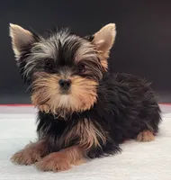 Bella, a female Yorkshire Terrier for sale in Los Angeles, CA – 4 of 7