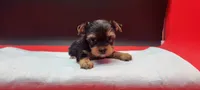 Daisy, a female Yorkshire Terrier for sale in Los Angeles, CA – 3 of 4
