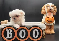 Blanca, a female Maltese for sale in Los Angeles, CA – 3 of 8